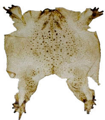 龙头阁牌专利天然蟾衣