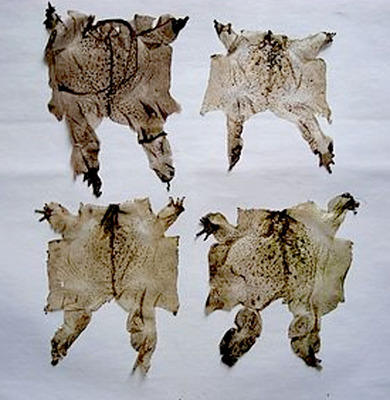 蟾衣治癌疗效确切