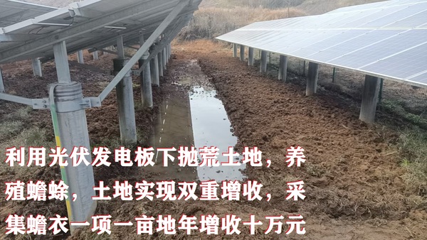 利用光伏发电板下抛荒土地,养殖蟾蜍,土地实现双重增收,采集蟾衣一项一亩地年增收十万元 - 副本.jpg