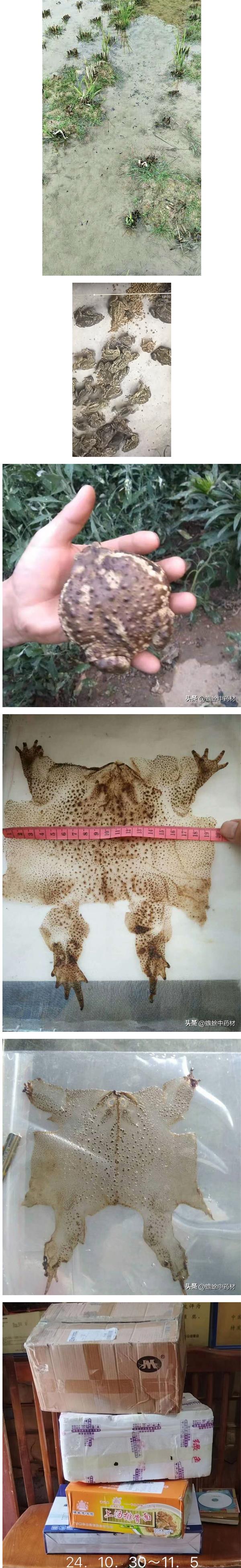 大健康时代的软黄金宝藏珍贵中药材蟾衣掘金指南数据库.jpg
